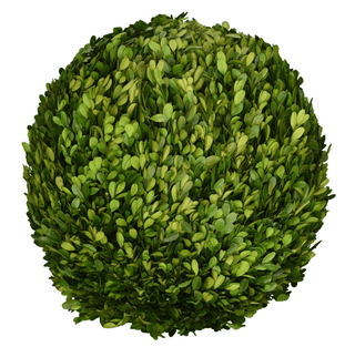 Mills Floral Preserved Boxwood Ball- 16" 664118014818